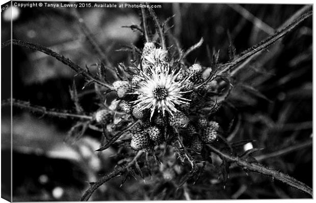  The thistle Canvas Print by Tanya Lowery