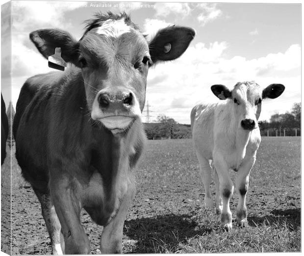  curious cows Canvas Print by Tanya Lowery