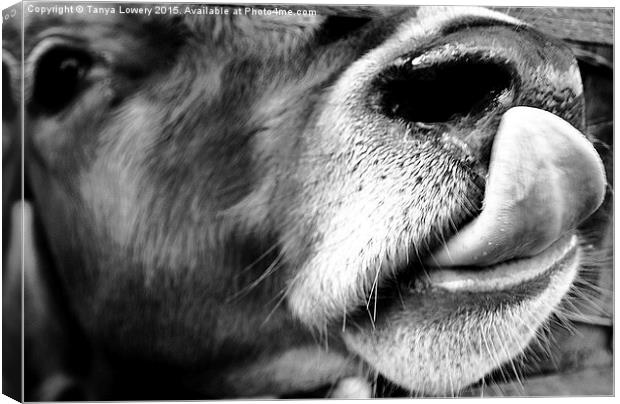  cow licking nose close up Canvas Print by Tanya Lowery