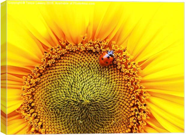  sunflower with ladybird Canvas Print by Tanya Lowery