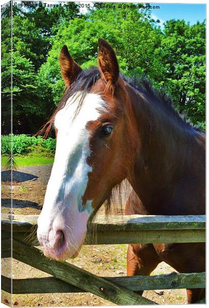  Happy horse Canvas Print by Tanya Lowery