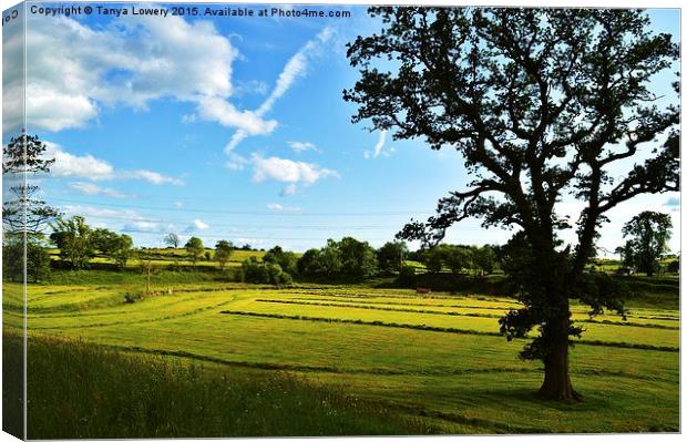  neatly rowed grass Canvas Print by Tanya Lowery