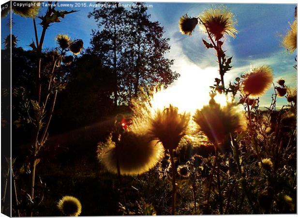  sunset through thistles Canvas Print by Tanya Lowery