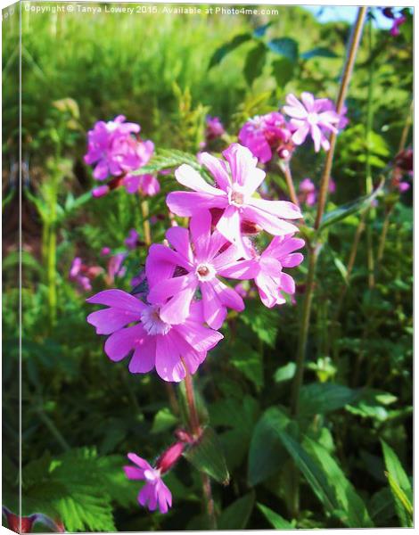  red campion flwers Canvas Print by Tanya Lowery