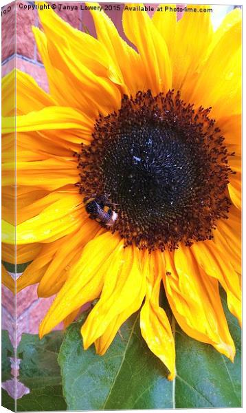  bumble bee on a sunflower Canvas Print by Tanya Lowery