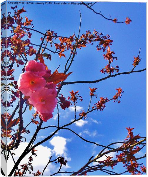  flowering cherry blossom Canvas Print by Tanya Lowery