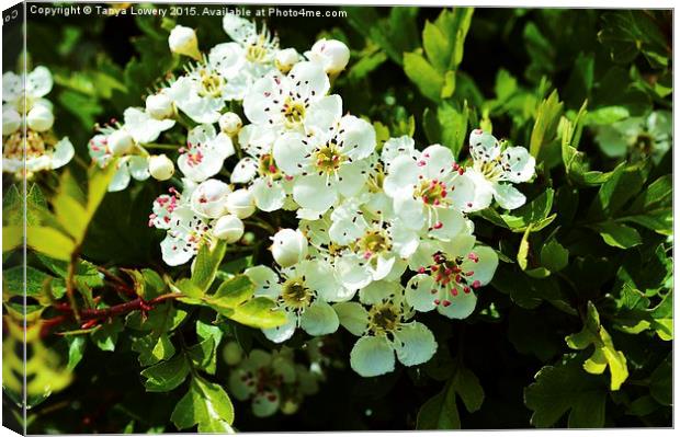  hawthorn blossom Canvas Print by Tanya Lowery