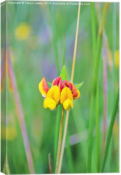 wild flower in the grass Canvas Print by Tanya Lowery