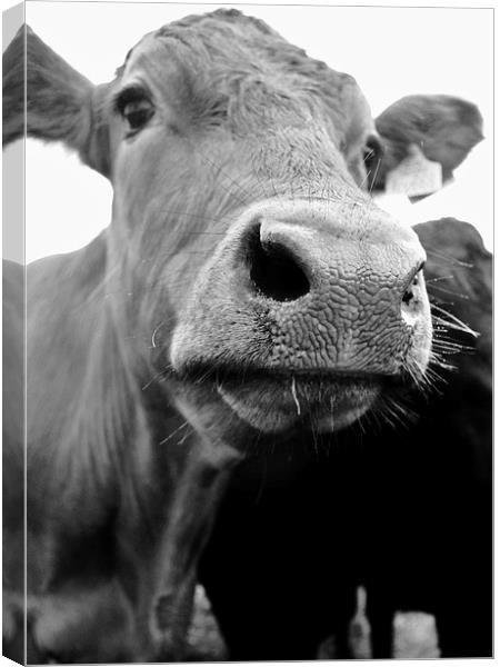  wrinkly nose! Canvas Print by Tanya Lowery