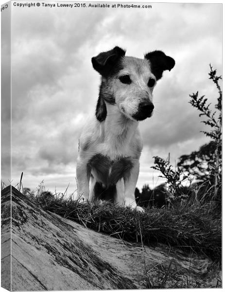  Jack Russell  Canvas Print by Tanya Lowery