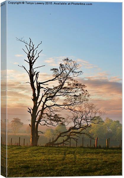  Tree on a misty morning Canvas Print by Tanya Lowery