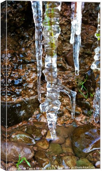 Icicle Canvas Print by Tanya Lowery