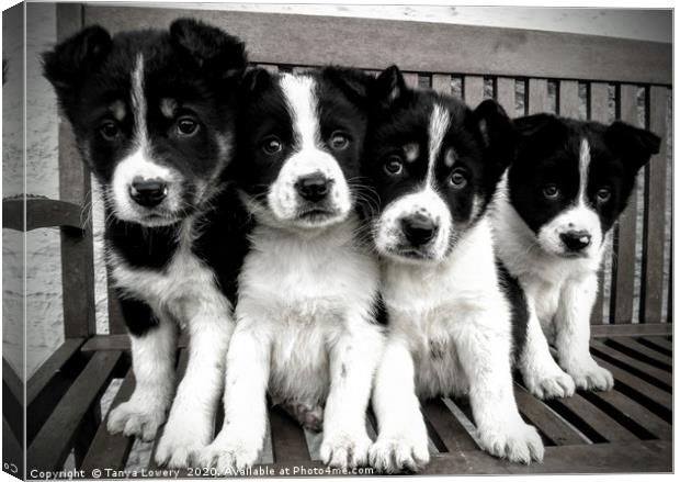 Puppy lineup!  Canvas Print by Tanya Lowery