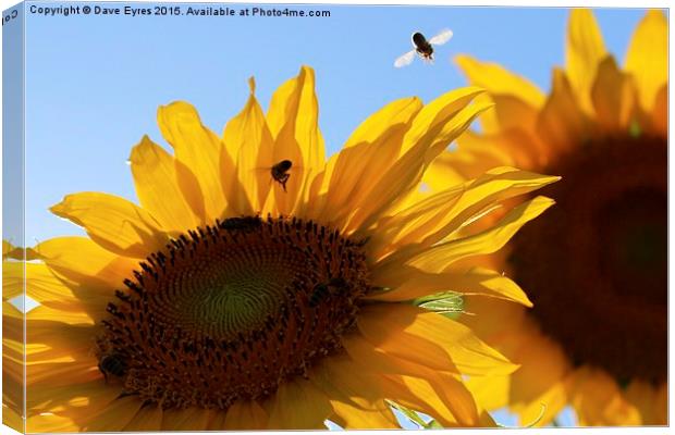  Sunflower Buzz Canvas Print by Dave Eyres