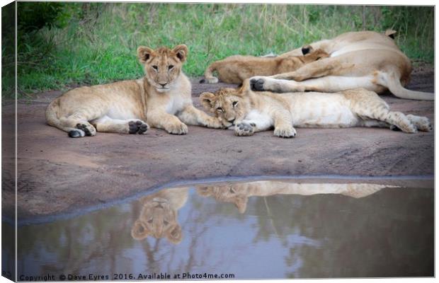 Lion Cubs Reflecting Canvas Print by Dave Eyres