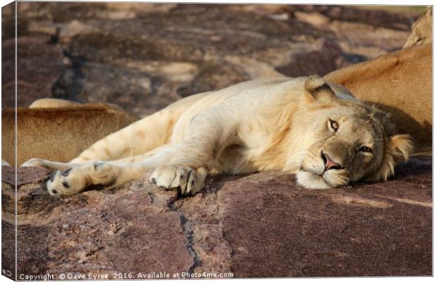 Resting Lion Canvas Print by Dave Eyres