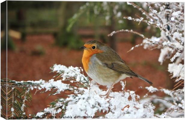 Snow Robin Canvas Print by Dave Eyres