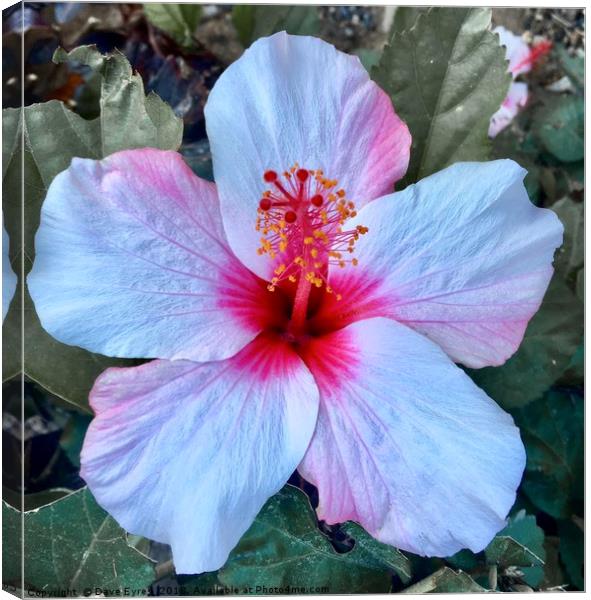 Pink Hibiscus Flower Canvas Print by Dave Eyres