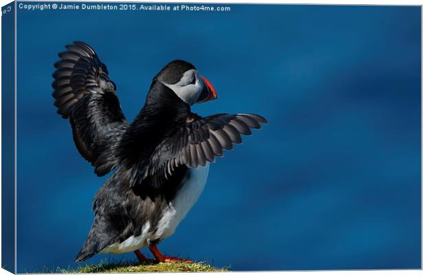  Puffin Canvas Print by Jamie Dumbleton