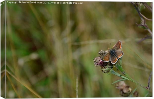  Brown Argus Butterfly Canvas Print by Jamie Dumbleton