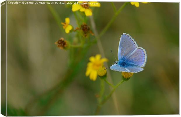 Common Blue Butterfly Canvas Print by Jamie Dumbleton