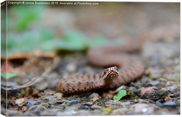  Young female Adder Canvas Print by Jamie Dumbleton