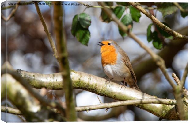 Robin singing perched on a tree branch Canvas Print by Claire Castelli