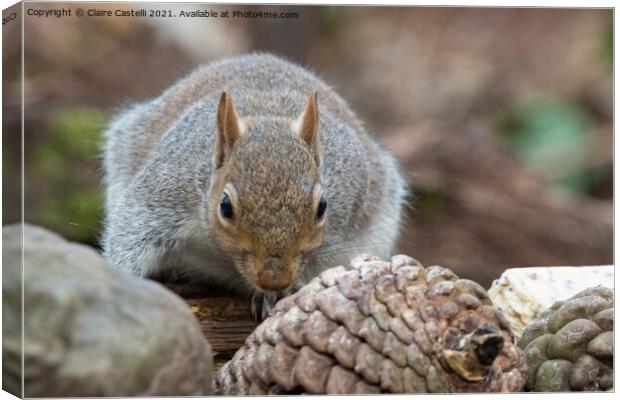 A grey squirrel Canvas Print by Claire Castelli