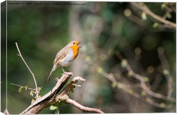 Robin singing in the trees Canvas Print by Claire Castelli
