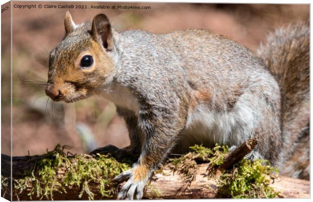 A squirrel standing on a branch Canvas Print by Claire Castelli