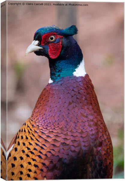 Male Pheasant Canvas Print by Claire Castelli