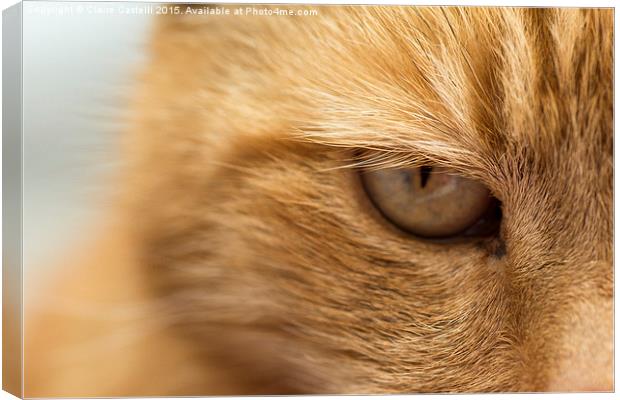 Ginger Cat Canvas Print by Claire Castelli