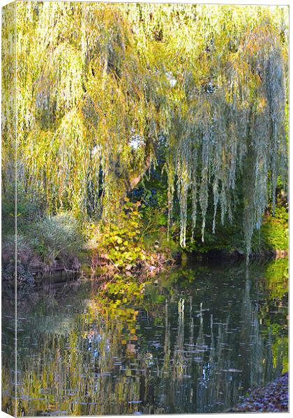 Weeping Willow Canvas Print by Claire Castelli