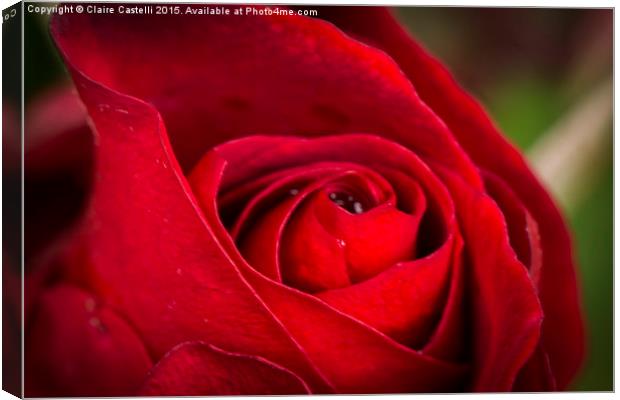  Single red rose Canvas Print by Claire Castelli