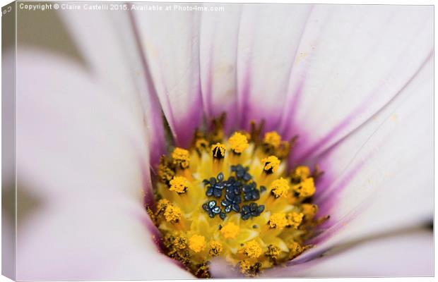  Osteospermum Canvas Print by Claire Castelli