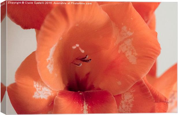  Single Gladiola Canvas Print by Claire Castelli