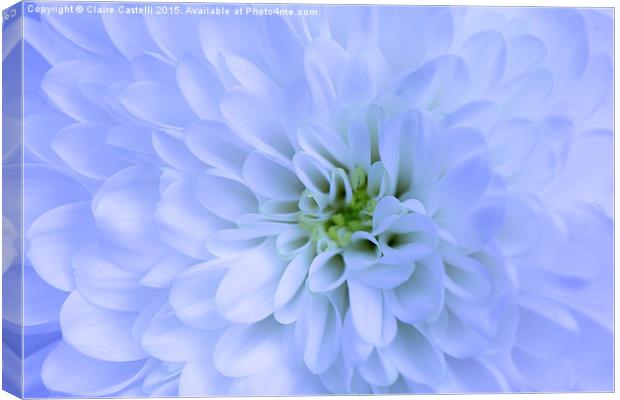 Chrysanthemum  Canvas Print by Claire Castelli