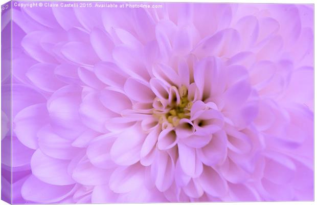  Pink Chrysanthemum Canvas Print by Claire Castelli