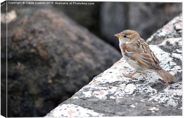  Sparrow Canvas Print by Claire Castelli