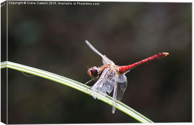  Dragonfly Canvas Print by Claire Castelli