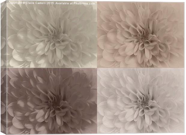 Neutral Chrysanthemums Canvas Print by Claire Castelli