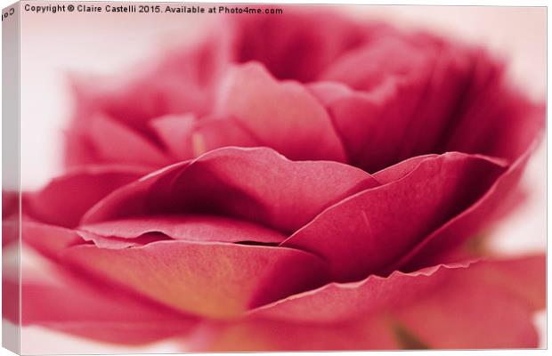  Single pink rose Canvas Print by Claire Castelli