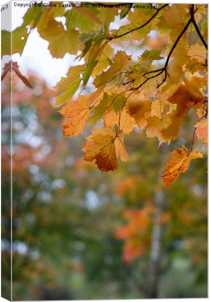 Autumnal Leaves Canvas Print by Claire Castelli