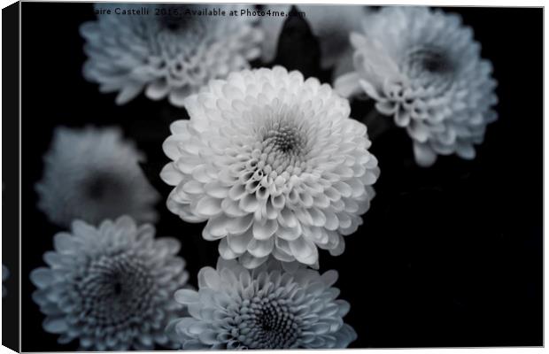 chrysanthemum Canvas Print by Claire Castelli