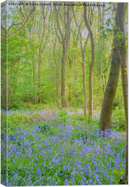 Tip toe...through the bluebells... Canvas Print by Claire Castelli