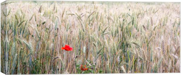 Poppy and Wheat Canvas Print by Claire Castelli