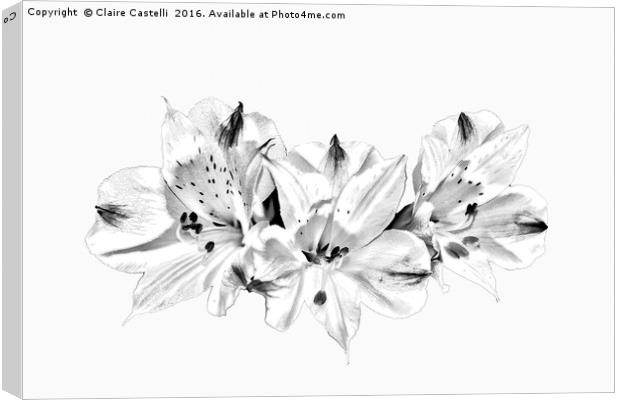 Lilies Canvas Print by Claire Castelli