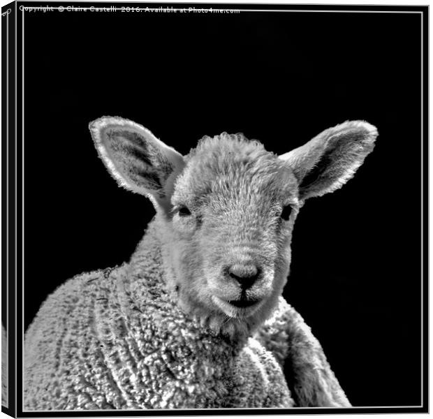 Little lamb Canvas Print by Claire Castelli