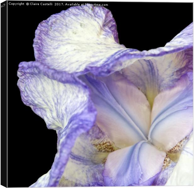 Purple Iris Canvas Print by Claire Castelli