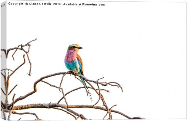 Lilac Breasted Roller Canvas Print by Claire Castelli